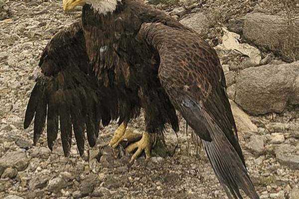 Bald eagles found dead at Starved Rock and DeKalb County