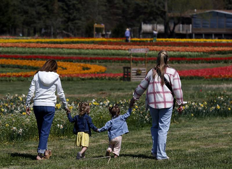 Aimee Oeffling (left) walks with her grandchildren and daughter, Breckyn, 2, Karsyn,1, and Kayla Sarbia toward the tulips during the Earth Day opening of the  Richardson Farm Tulip Festival on Wednesday, April 22, 2026.
