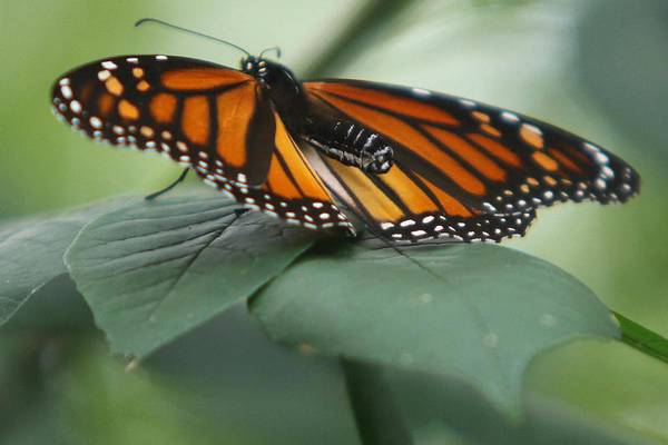 Scavenger hunt planned to learn about insects in DeKalb