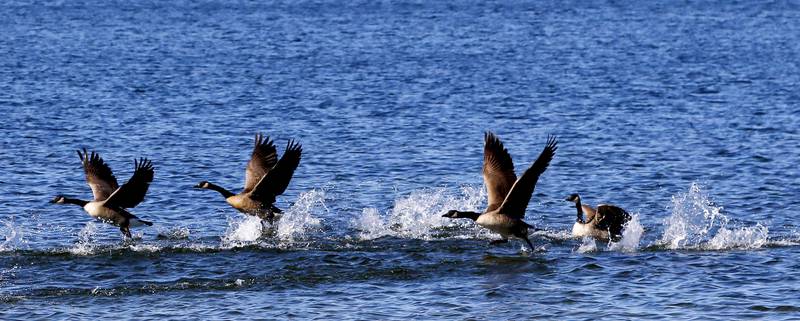 Canadian geese take flight on Thursday, Oct. 17, 2024, at Crystal Lake’s Main Beach.
