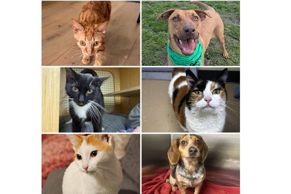 Will County Pets of the Week: May 4, 2026