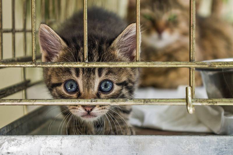 All Creatures Great & Small - Three things to know before adopting a cat