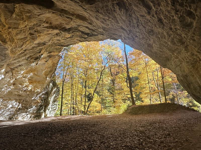Trees begin to reach their peak at Council Overhang on Thursday, Oct. 24, 2024 at Starved Rock State Park.
