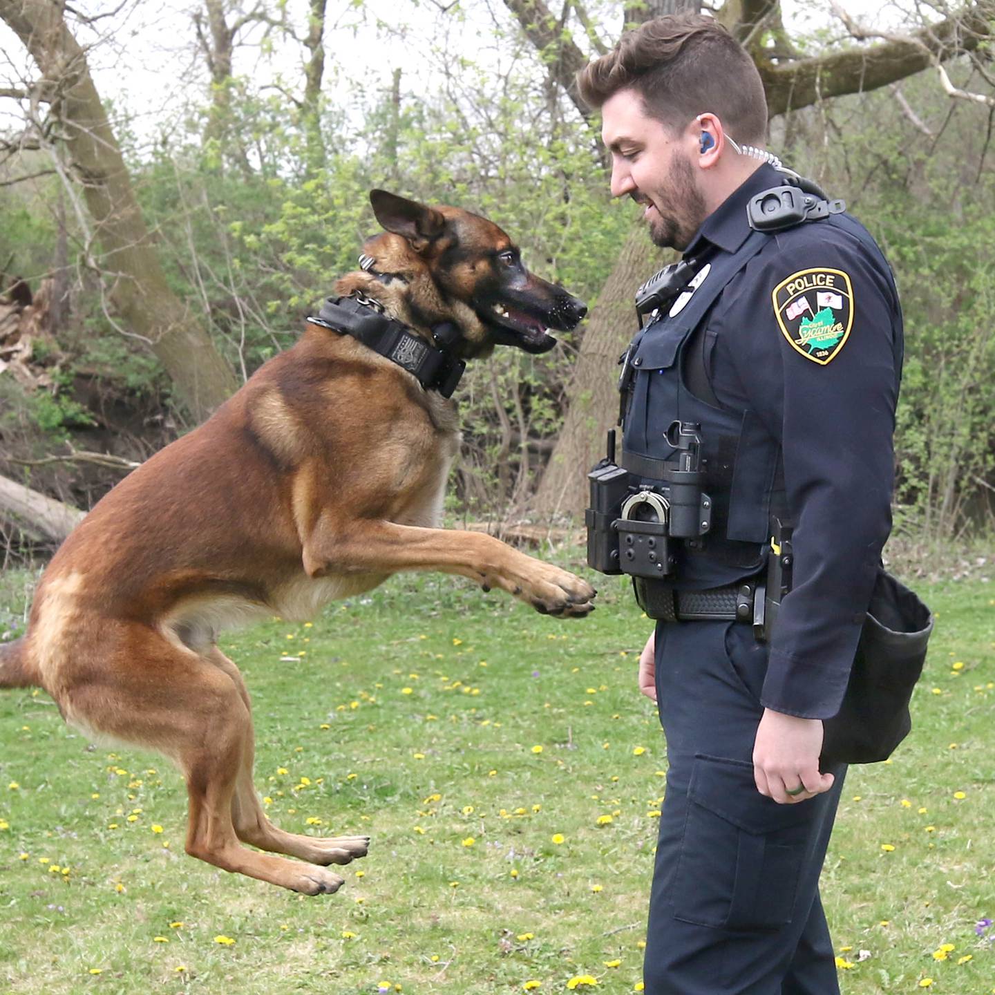 Belgian malinois Wes jumps up to greet his handler Sycamore Police K-9 officer Greyson Scott Thursday, April 18, 2024, at the Sycamore Forest Preserve.