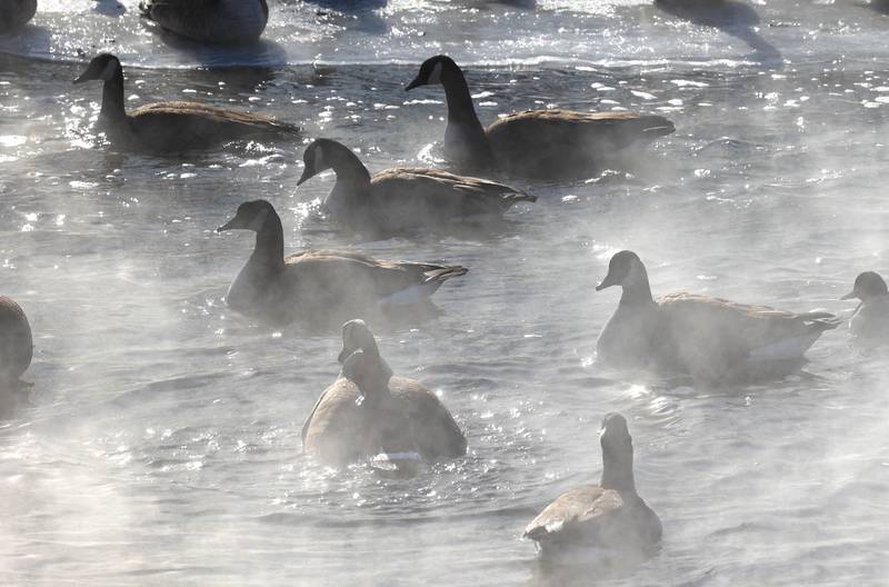 Canada geese seek refuge from the cold as steam rises from the warmer water Friday, Jan. 23, 2026, in the Kishwaukee River near Hopkins Park in DeKalb. Temperatures fell to well below zero degrees Friday, one of the coldest days of the year.