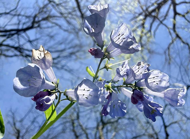 Virginia bluebells bloom near Illinois Canyon on Friday, April 19, 2024 at Starved Rock State Park.