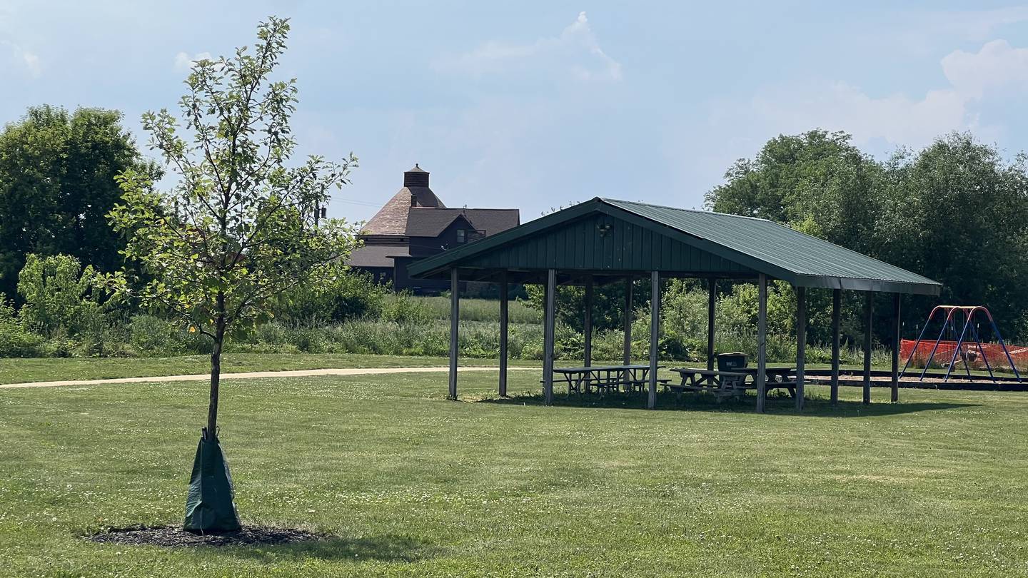 A swamp white oak tree was planted in Benhke Park in Kirkland by the Kirkland Tree Commission. Photo taken June 2, 2023.