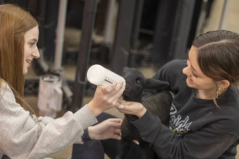 AFC freshmen Haylee Mortensen (left) and Samantha James help feed the Ag class pet Thursday, Jan. 15, 2026, during their lunch hour at the school.