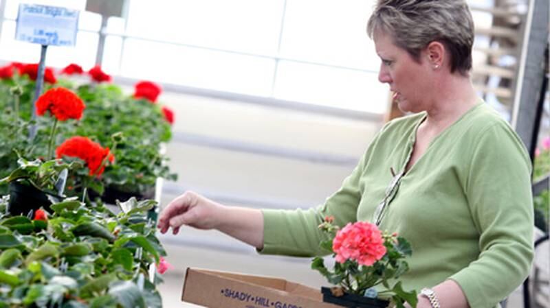 Julie Brown, a past vice president of the Geneva Garden Club, selects her plants at Shady Hill Gardens in Elburn.