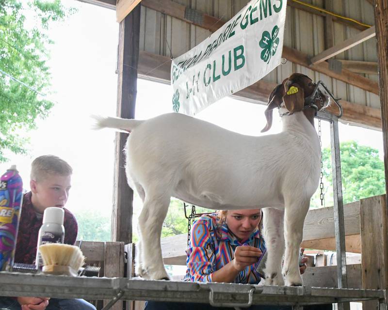 Taylor Rhoads, 18, of Genoa works on her 10-month-old goat Honey as her brother, Trevor Rhoads, 14, looks on during the DeKalb County 4-H competition held at the Sandwich fairgrounds on Friday, Aug 4, 2023.