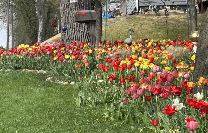 More than 1,000 tulips bloom on Tuesday, April 14, 2026, outside a home at the corner of Greenwood and Fourth streets in Spring Valley. The tulips return each year at this location, creating a vibrant display that serves as a sure sign of spring.