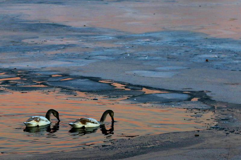 Two juvenile swans from some of the close to 100 trumpeter swans that return to the lake Monday, on Dec. 2, 2024, at Somerset Manor in Harvard. In 1985, Henri Giugni and this wife, June, brought in four pairs of native trumpeter swans and now up to 100 trumpeter swans return every winter to their Harvard castle. I love how the juvenile swans seems to be in sync as the sunsets.