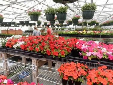 Forreston FFA greenhouse opening day is April 26