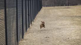Pawsitive Leaders 4-H SPIN dog training program in Lee County opens 2026 registration