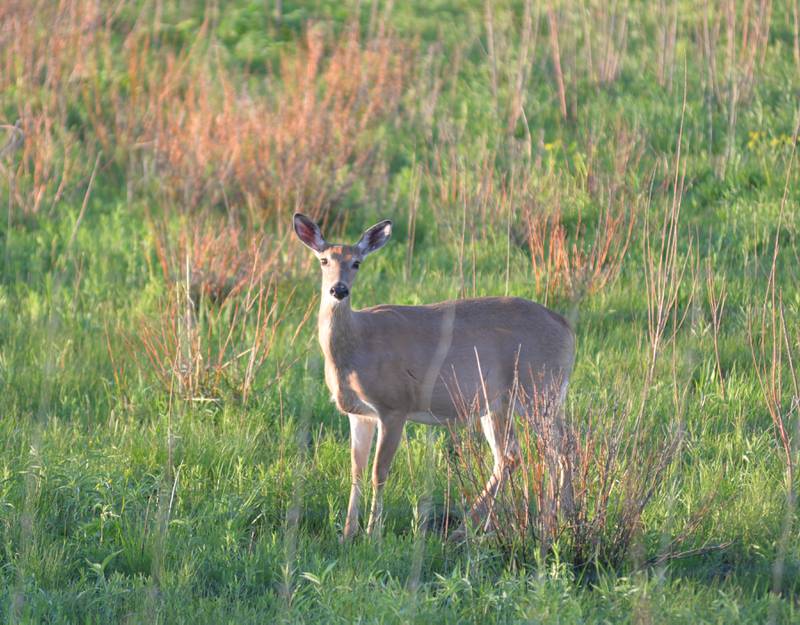 A deer stands in a field alongside the Nachusa Grasslands near Naylor Road on Tuesday, May 7, 2024.