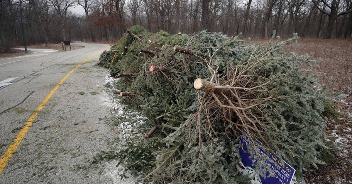 Ottawa hosts Christmas tree drop off through January Shaw Local