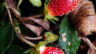 Free seeds in the mail? Don't open them, experts advise