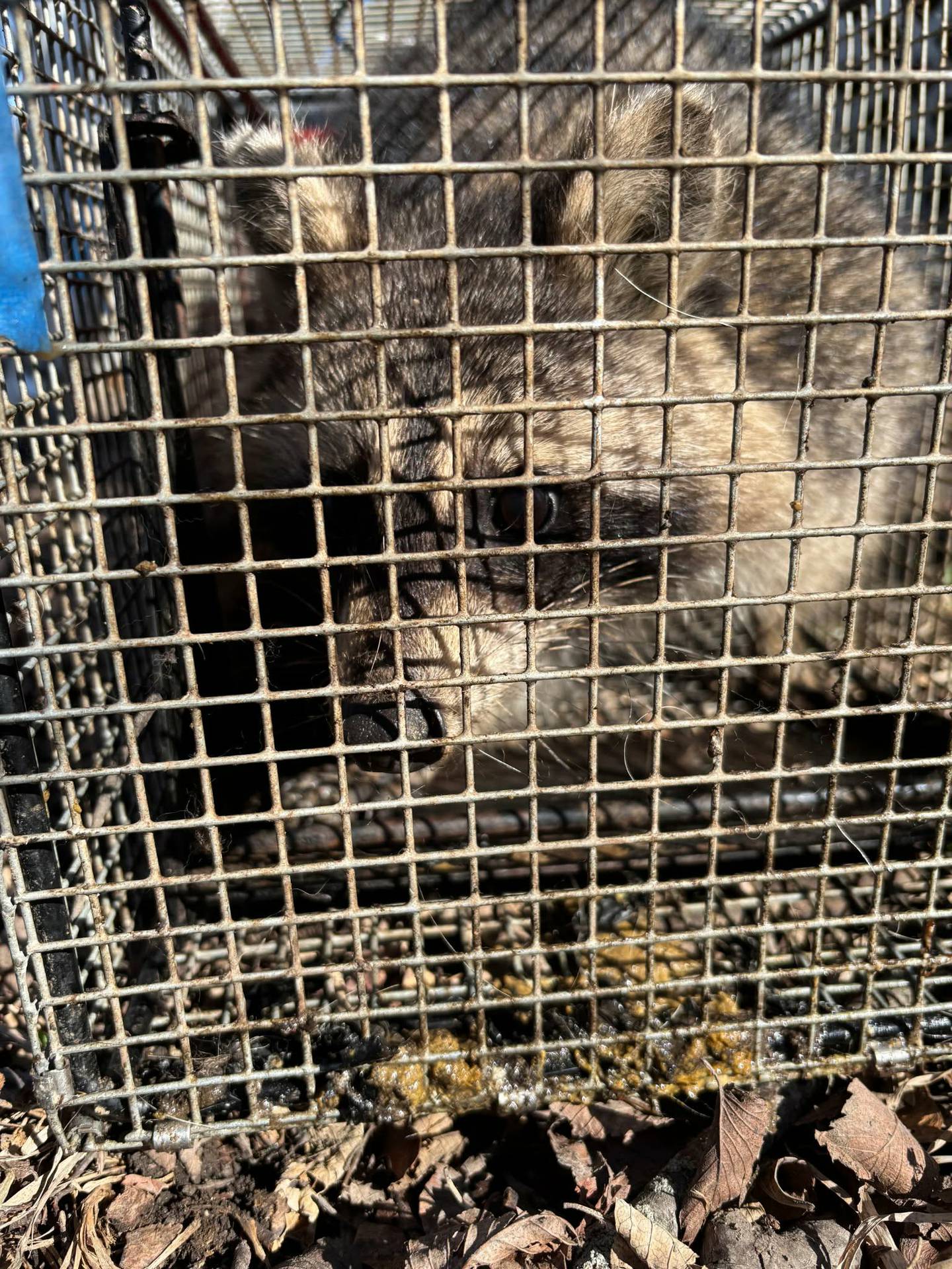 D&K Pest Control and Wildlife Removal in Naperville performed humane wildlife removal at Carleen Cook's Joliet home free of charge as part of the company's decision to occasionally help people unable to pay. D&K Pest Control and Wildlife Removal also patched several points of entry to prevent more wildlife from entering Cook's home. The company came out to Cook's home seven times between Feb. 27 to March 15, 2026.