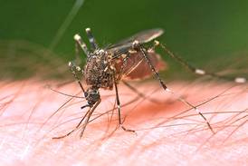 Mosquitoes test positive for West Nile Virus in DeKalb
