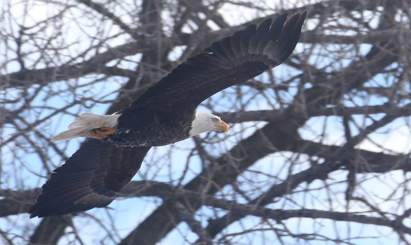 A bald eagle flies through the air over Lock 19 on the Hennepin Canal on Wednesday, Jan. 15, 2025 near Wyanet. About a 300 foot stretch of the canal remains unfrozen in that area allowing the eagles to have a healthy habitat.