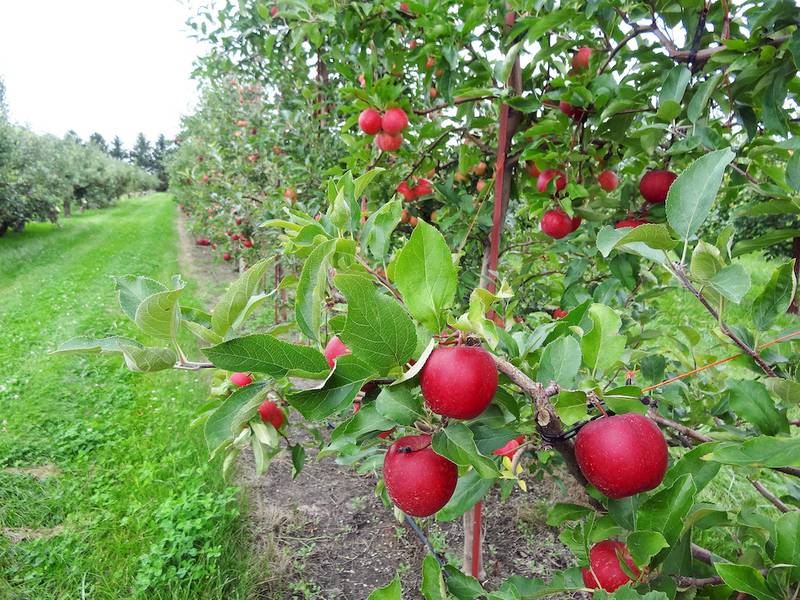 Early apple varieties, such Galas, are ready to be picked.