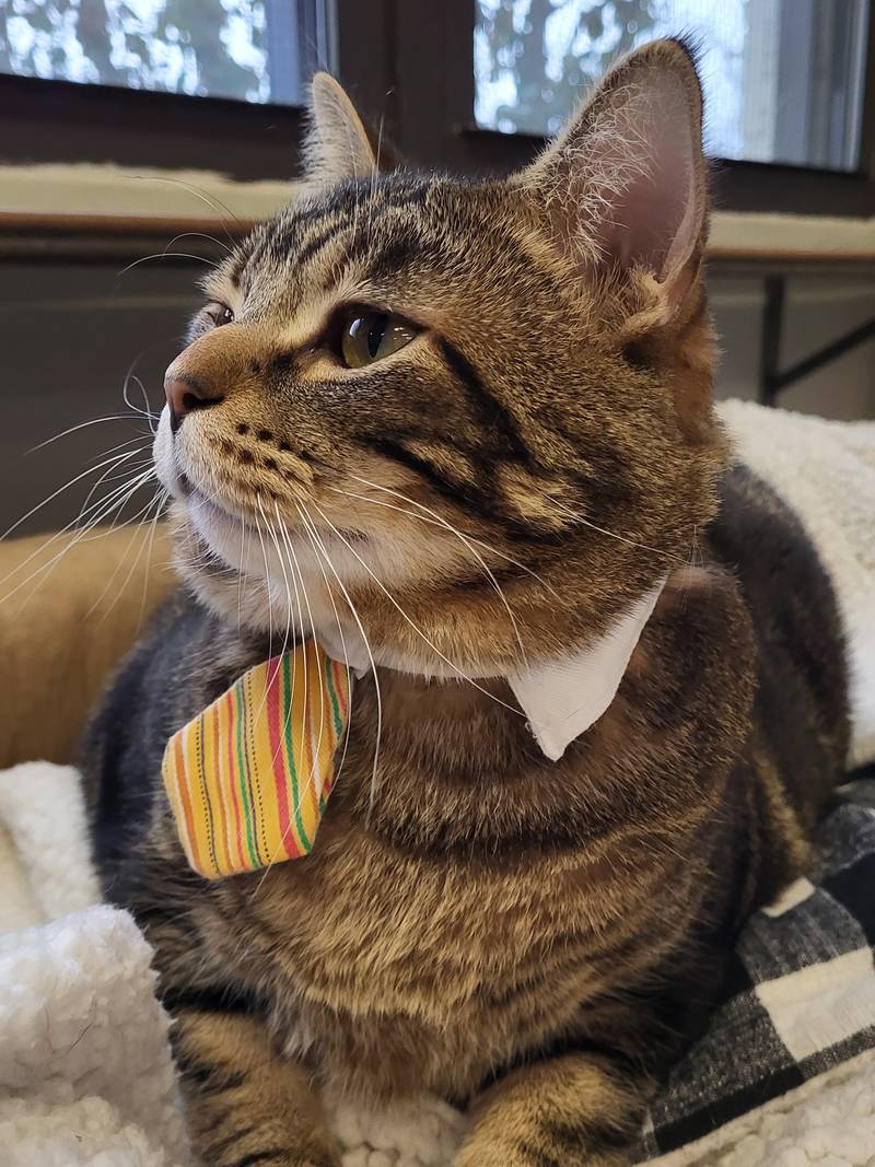 Lance Bass is Save-A-Pet's pet of the week for Nov. 23, 2023.