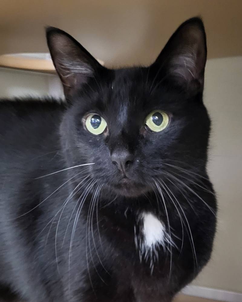 Sabbath is Save-A-Pet's pet of the week for Oct. 30, 2025.