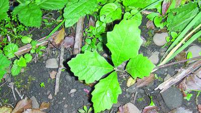 Westmont residents can get an Oak tree seedling at Oak-toberfest