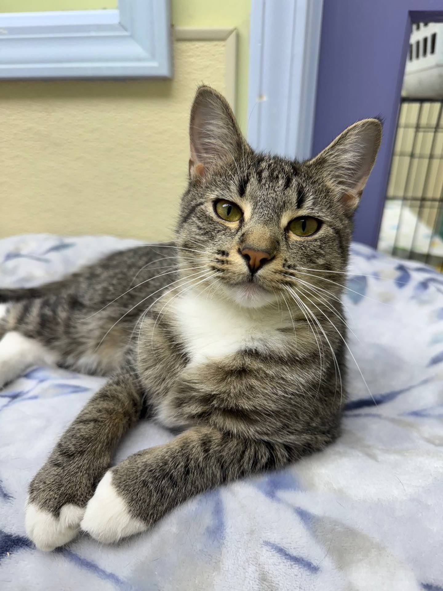 Autumn is an affectionate and beautiful 8-month-old kitten who came to the humane society from local animal control. She was originally adopted out from the humane society but was returned due to allergies in the home. Autumn enjoys the other kittens in the kitten room. She also loves to greet people, climbing into laps for pets and love. Contact the Will County Humane Society at willcountyhumane.com and follow the instructions for the adoption process.