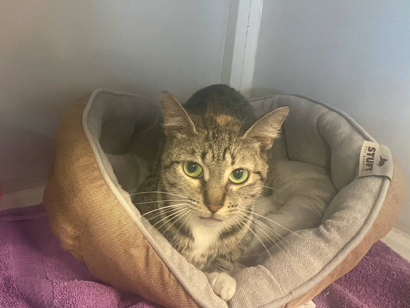 Sesame is a 2-year-old female. She is loving and affectionate. Sesame would do best in a single family home with no other pets. For more information on Sesame, visit justanimals.org or call 815-448-2510.