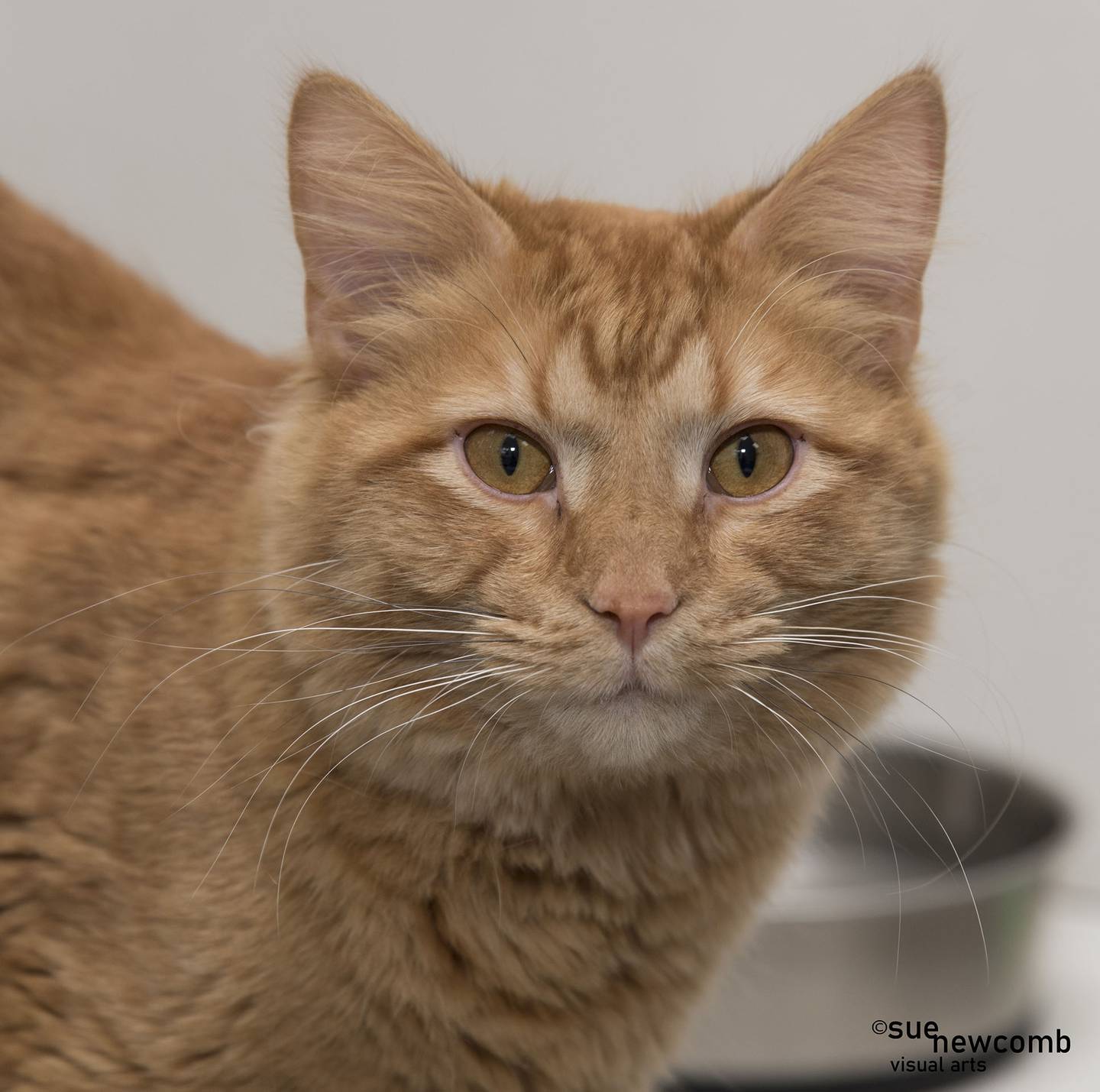 Rusty is a domestic long-hair who loves to romp around and play with the other cats. He needs a family who will play and cuddle with him. Contact the Will County Humane Society at willcountyhumane.com and follow the instructions for the adoption process.