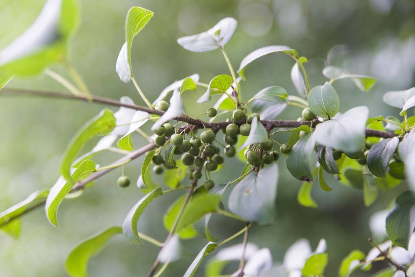 It's best to remove buckthorn and other weeds when they are small and easy to dig up.