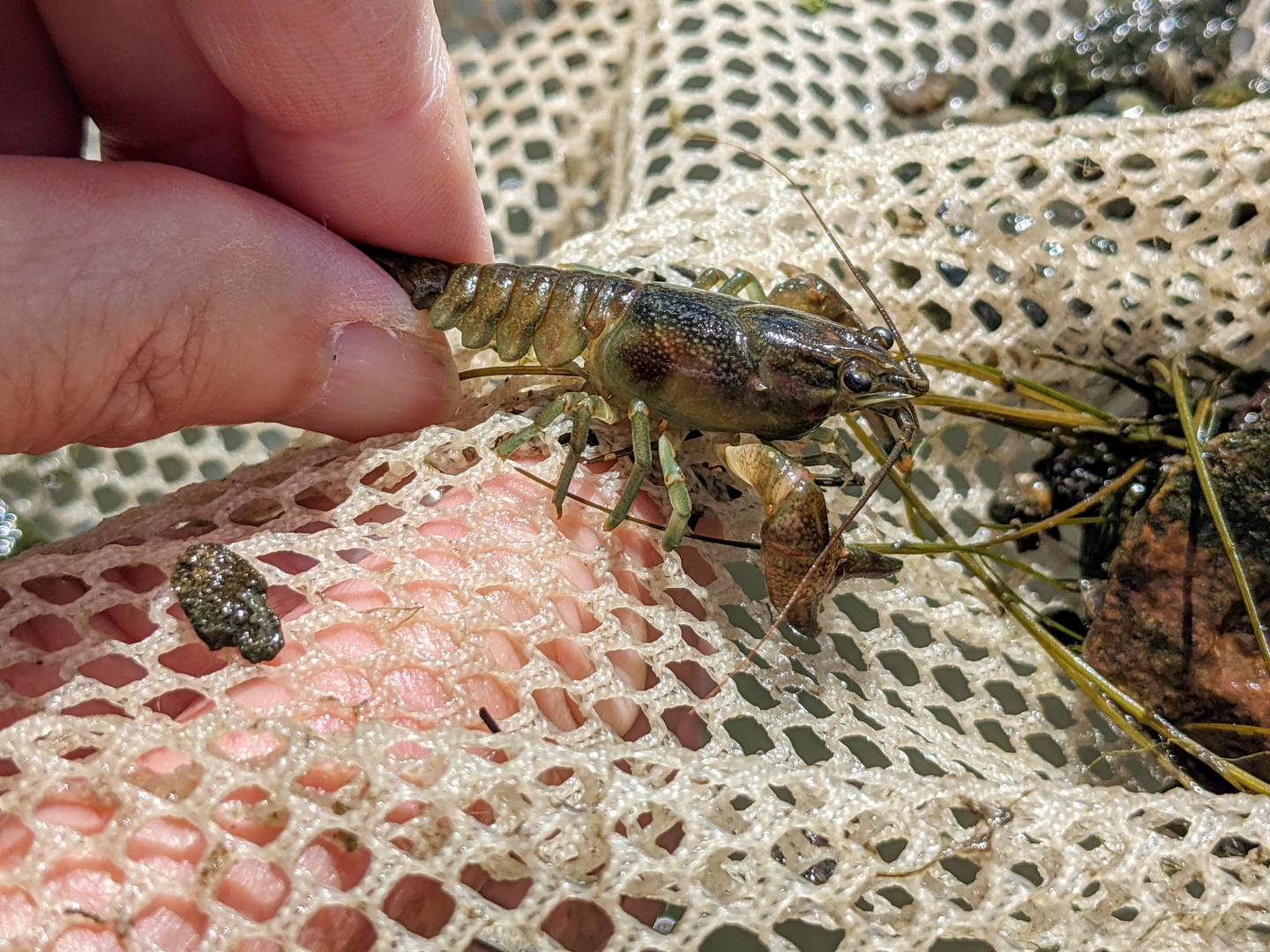 With big claws and an attitude to match, the rusty crayfish was brought to Illinois intentionally for use as fishing bait. It then hitched around in bait buckets throughout the Upper Midwest, displacing native species along the way.