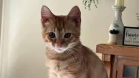 Pet of the Week: Feb. 26, 2025