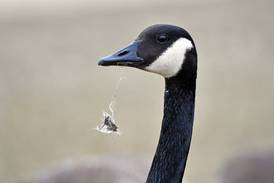 Will County forest district says discarded fishing line harming wildlife