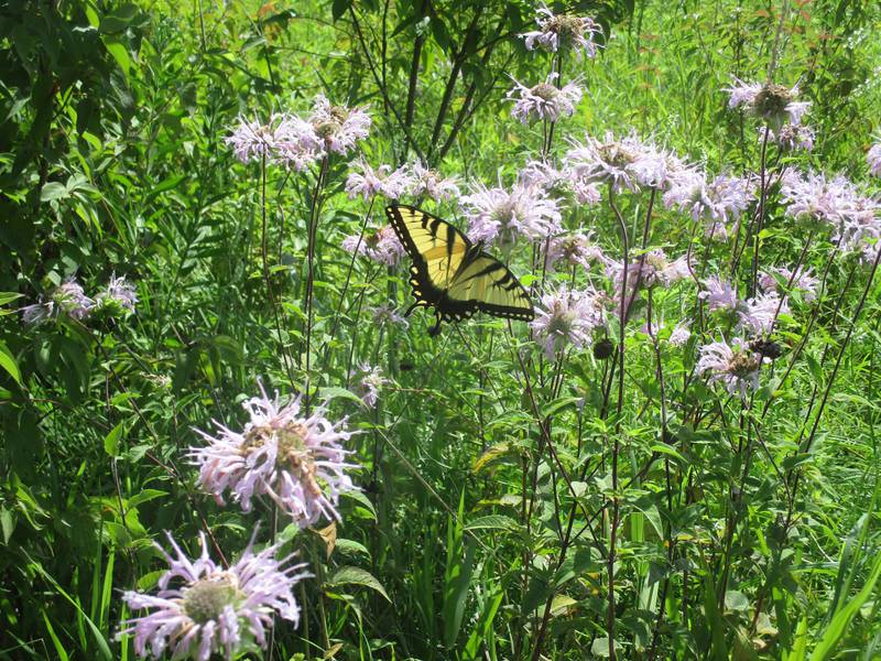 A swallowtail butterfly drinks nectar from a bergamot plant flowering in the Subat Forest Preserve in Plano on July 28, 2023.