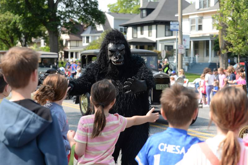 A gorilla mascot for the Salt Creek Model A Club entertains families during the annual LaGrange Pet Parade Saturday May 31, 2025.