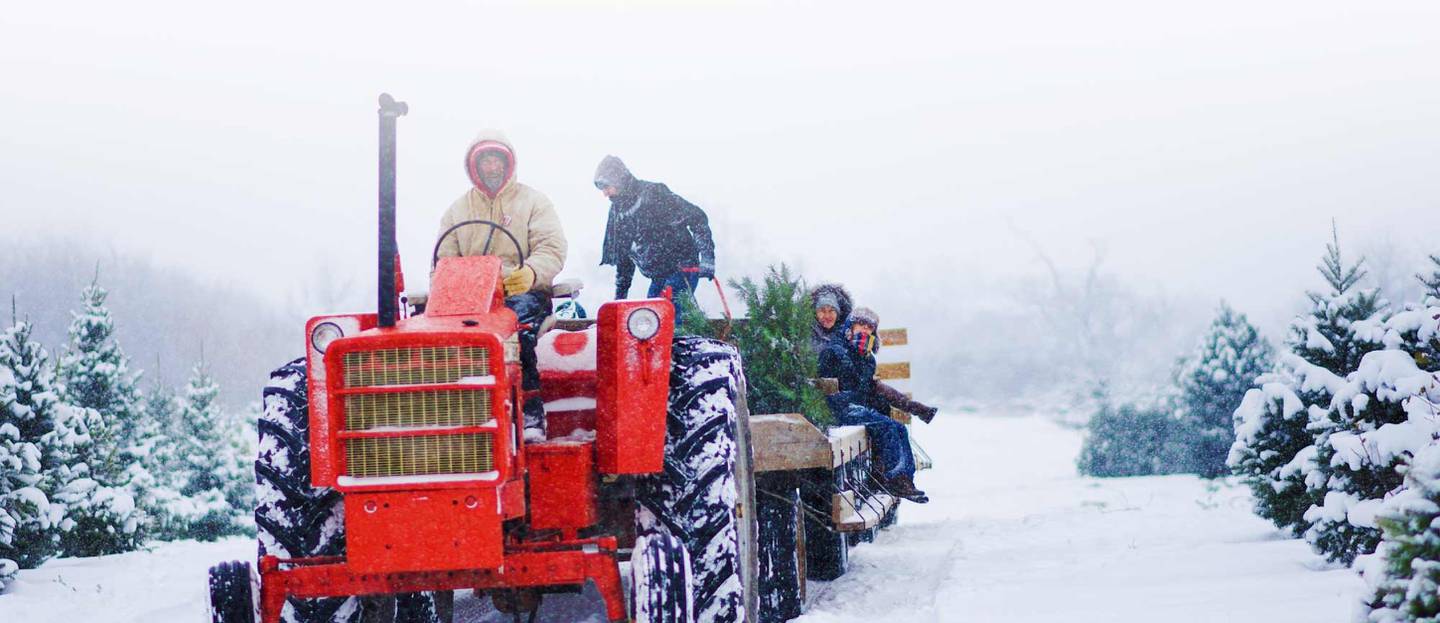 Taking a complimentary wagon ride is part of the fun for those who'd like to search for their perfect tree deep into the 75 acres of evergreens while visiting the Richardson Christmas Tree Farm.