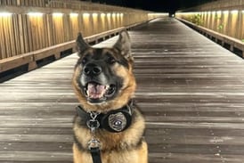 Dixon police K-9 missing, chief asks for public’s help