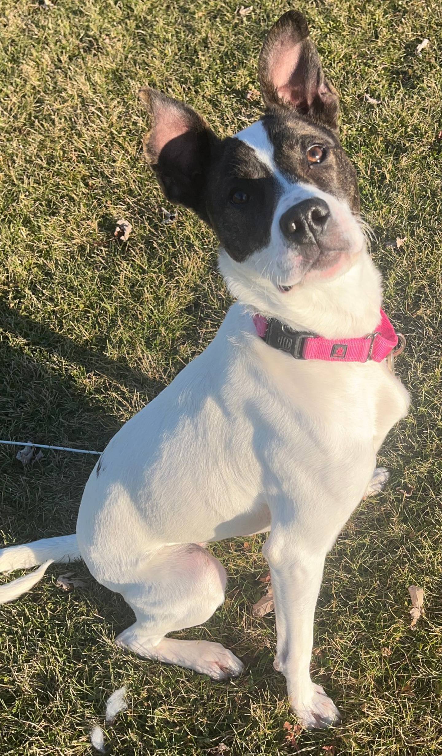One-year-old Birdie loves to chase tennis balls and bats them around the room like a kitten. She currently weighs about 45 pounds and is full of personality and spunk. To meet Birdie, call Joliet Township Animal Control for details at 815-725-0333.