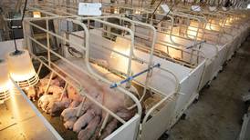 Hog farmers plan to trim the fat amid market losses
