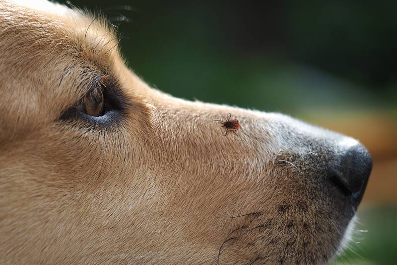 All Creatures Great & Small - Common Pet Health Issues in Illinois
