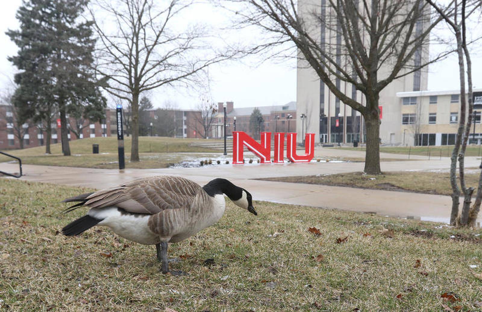 NIU announces Spring 2021 plan no inperson 2020 graduations, no