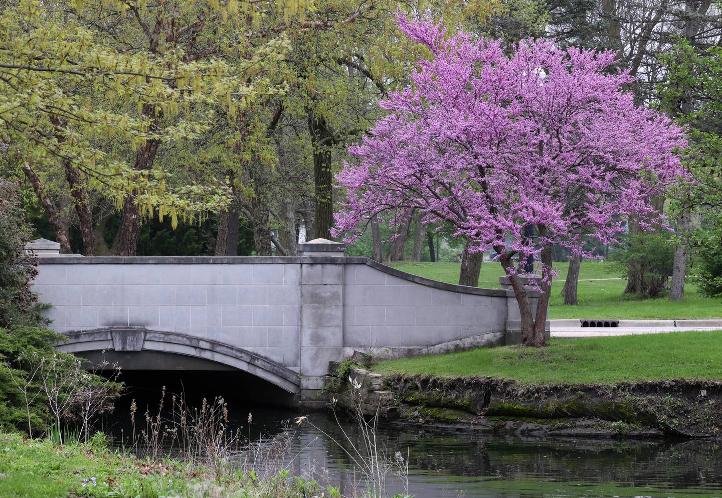 An eastern redbud tree is in bloom Friday, May 2, 2025, near a creek on the campus of Northern Illinois University in DeKalb.