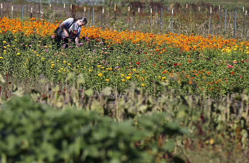 A women looks a flowers during a stop on the McHenry County Farm Stroll on Sunday, Sept. 29, 2024, at Piscasaw Gardens in Harvard. The farm stroll, a self-guided tour of McHenry County’s family farms, featured farm tours, demonstrations and products for sale at eleven farms.