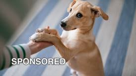 Five Tips for National Train Your Dog Month