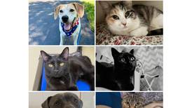 Will County Pets of the Week: Jan. 26, 2026