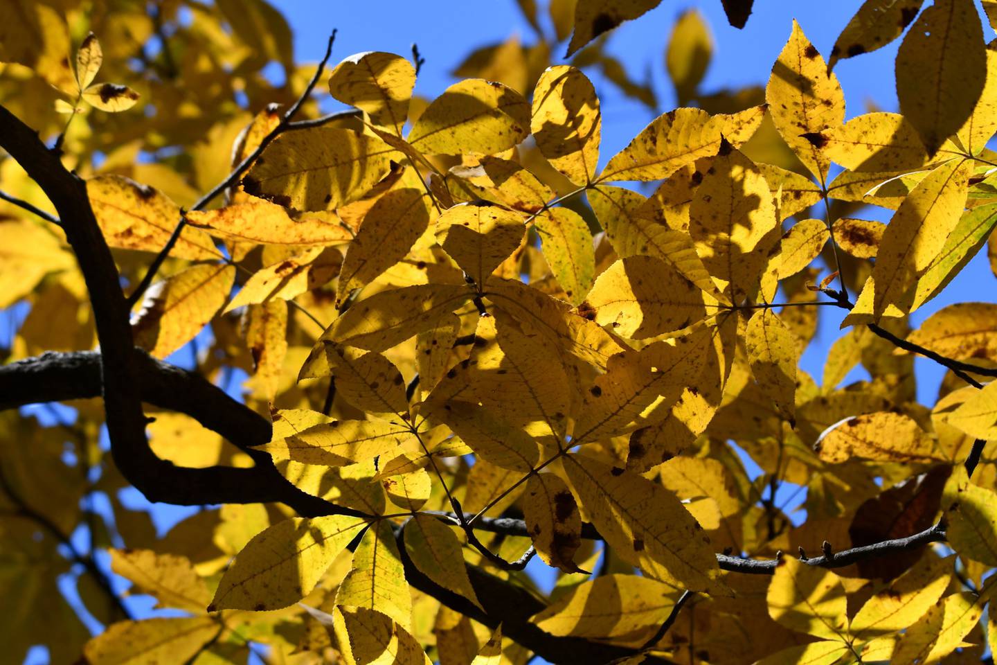 Celebrate all things golden on Sweetest Day, Oct. 21, 2023 with a Golden Opportunity – Hike and Craft at Four Rivers Environmental Education Center in Channahon.