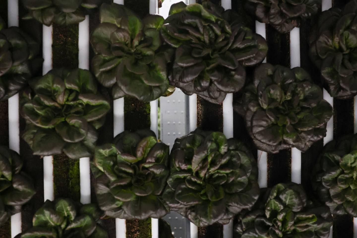 Second City Greens uses a high tech soilless set up to grow a variety of lettuce and herbs on Wednesday, Jan 29, 2025 in Lockport