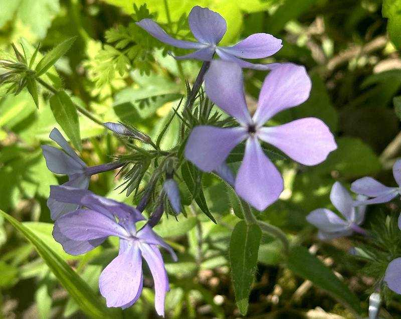 Wile blue phlox blooms along the trailhead to Illinois Canyon on Friday, April 19, 2024 at Starved Rock State Park.